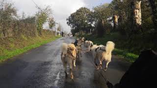 Flavien Delêtre, musher à Condé-en-Normandie