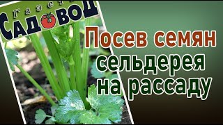 Посев семян сельдерея на рассаду