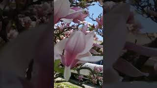 Glorious Magnolia that graces the street #Shorts #blossom #streetscape