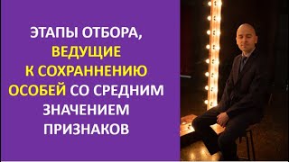 23. Этапы отбора, ведущие к сохранению особей со средним значением признаков