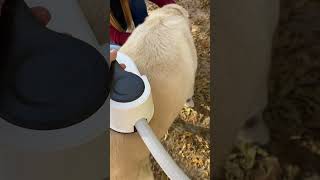 WATCH HER WALK AFTER A PEMF SESSION POST ACL SURGERY 🐕  #pemf #dogcare #pets