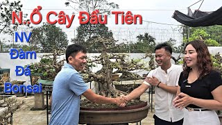 GIAO DỊCH CÂY ĐẦU TIÊN tại NV ĐÀM ĐÁ Bonsai  tại Mỹ Đức - Hà Nội .