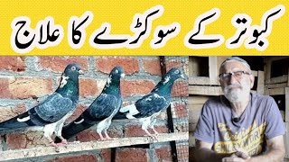 kabootar k sokray ka ilaj || sokra ka ilaj aseel by Khawaja Mujeeb || #KabutarTv