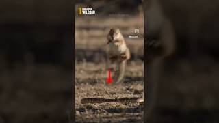 Cobra King VS Squirrel Shocking Speed #shorts #short #sprint #usa