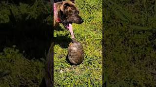 Funny Animals 2024 😂 - Funniest Cats and Dogs video 🐱🐶 Part 128 #shorts