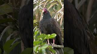 Turkey Vulture II #shorts