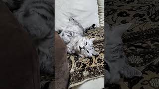 Кто хочет поработать? #юмор #приколы #cat #смешнойкот #смешныекоты #прикол #shorts