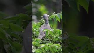 Grey Hornbill #hornbill #greyhornbill #birds #birdsvideo #morningvibes #peacefulmoments