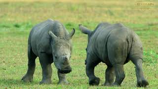 World Rhino Day | Great Plains Conservation