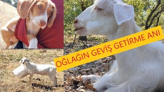 KEÇİLERİN GEVİŞ GETİRME ANI & OĞLAĞIN BOYNUNA KOVA TAKILDI@orhuntopkaya @NuriSaltan @CengizÇaylı