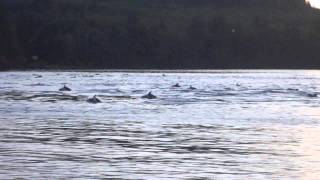 Pacific White Sided Dolphins 3.