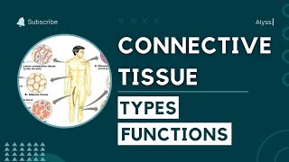 Connective Tissue: Structure, Types & Functions | Animal Tissues | Biology Class 9 | Alyss