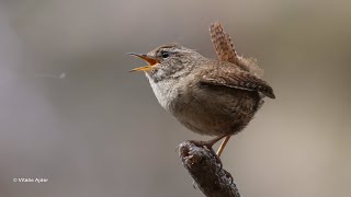 Eurasian wren - Troglodytes troglodytes - Ochiul-boului/Pănțărușul