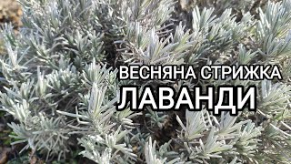 Обрізка лаванди весною. Формування куща. Обрізка для пишного цвітіння #лаванда#розмноженнялаванди