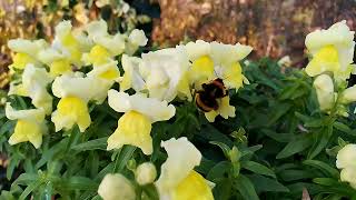 Поймал интересный пчел 🙂👍 эй, свобода...bombus arısı...бомьус шмель...bumblebee 😃