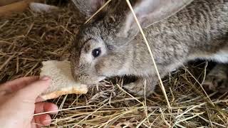 Baby rabbit