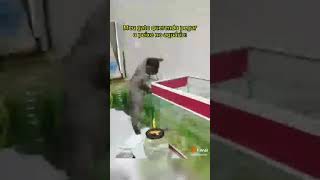 Meu Gato Querendo Pegar O Peixe No Aquário