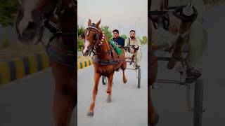 Tanga race #horseracing #horse #shortvideo #horseraces #apnatangaracer #horseriding #shorts #short