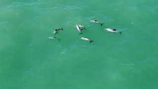 Hector's Dolphins - Curio Bay by drone 4k - New Zealand