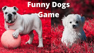 Funny Dogs Game# Interesting Dogs Game# Cute Dogs Baby Dogs