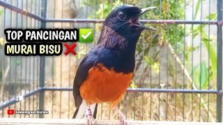 murai batu gacor NGOTOT bongkar isian SAMBUNG kretekan keras murai batu memancing emosi LAWAN