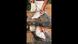 Unique! The Most Fulfilling Traditional Live Fish Cutting Skills Village