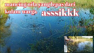 MANCING IKAN NILA LEPASAN KOLAM AKIBAT BANJIR || kir Yanto 77