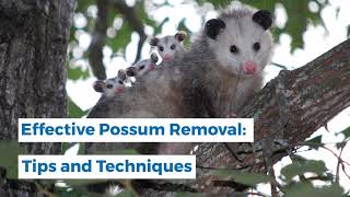 Effective Possum Removal: Tips and Techniques