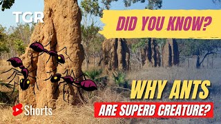 Why Ants Are Superb Creature? | Amazing Fact | #ShortVideo 027