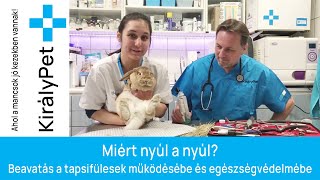 🐰 Miért nyúl a nyúl? Beavatás a tapsifülesek működésébe és egészségvédelmébe