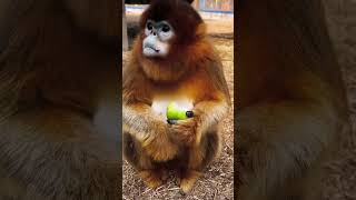 MONKEY EATING PEARL #youtubeshorts #shortvideo #animal #nature #monkey