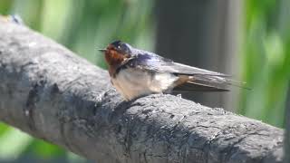 A Barn Swallow overcome slightly by the Heat!