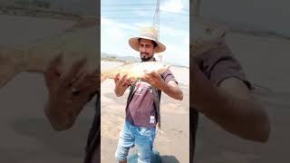 Fishing🐟in River😱🐟دریاۓ جہلم کا شکار🐟Catch Nraine fish🐟village River fishing🐟 #fishing#river#shorts