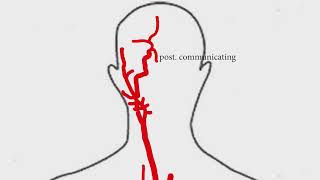 Arteries of Head & Neck | Anatomy made easy