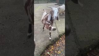 Goat Leg Dance? Muntjac Deer and Heron at Animal Sanctuary