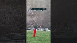 Baby cub rescued by mama bear after plunging into river | Humankind #shorts