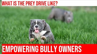 Taming Your American Bully's Prey Drive: Puppies vs Adults