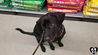 Houston dog training | 1 year old Labrador Retriever Merle