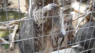 Raccoons - Jandia Fuerteventura