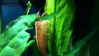 Bamboo shrimp good footage uk.