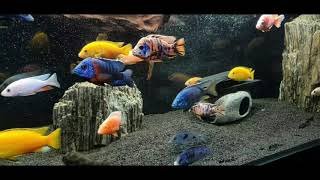 Cichlid Malawi 9#