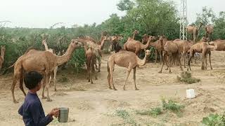 sanchori camels |camels Cummins |