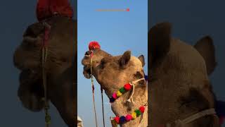 Pushkar Camel Fair 2024 #pushkarfair #pushkarmela #rajasthantourism #pushkarcamelfair #villagelife