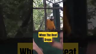 When The Beat Drops 🦜🔊