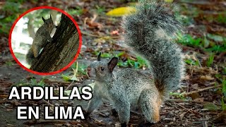 ¿ARDILLAS en LIMA? 🐿️🌳 Roedores exóticos en la capital de Perú *SON MUY BONITOS*