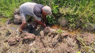 ANEH TAPI NYATA!!SEHARUSNYA SUDAH HABIS, TERNYATA MASIH BANYAK BOS, #ngukuybelut