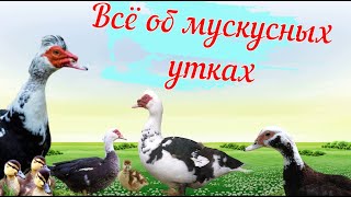 Всё об индоутках. Нужная и 100 % полезная информация