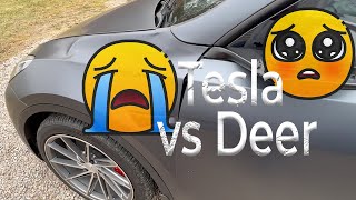 Tesla Model Y Performance Vs Deer | The Day After Damage Report #Tesla #DeerStrike