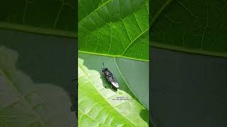 Black Soldier Flies: Waste-Converting Heroes or Next-Gen Threats? #shorts #shortvideo #animals #fly