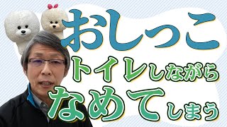 【犬のしつけ】おしっこをしながら舐めてしまう【悩み相談ライブ切り抜き】